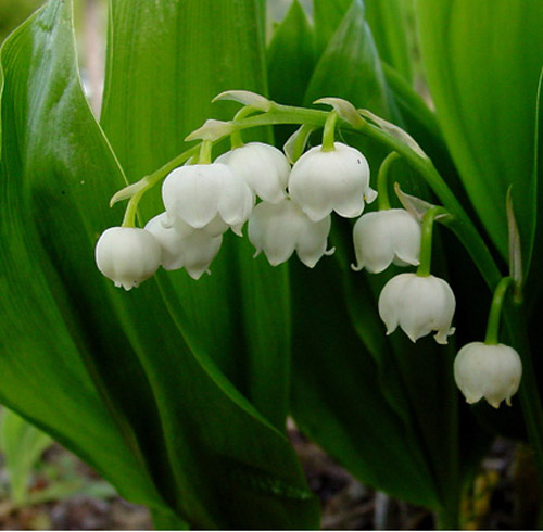 گل موگه,زنبق دره,Our Lady's tears, May lily, May bells, lily constancy, ladder-to-heaven, male lily,